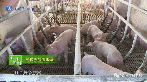 养猪的视频,揭秘养猪全过程