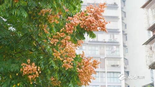 栾树 视频,自然之美与生态价值的完美融合