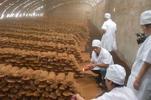 灵芝喷粉视频,揭秘神奇功效与养生之道