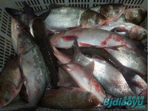 钓鲢子视频,视频教学带你轻松上钩