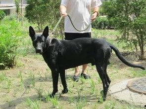 巨型黑狼犬打斗视频,一场震撼人心的生死较量