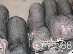 苏太猪养殖视频,从选种到出栏