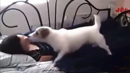 女人与动物性交视频,揭秘人类与动物性行为的禁忌真相