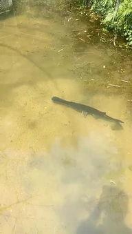 监利道士渡桥做法视频,古老仪式的现代演绎